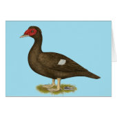 Muscovy Duck Chocolate (Front Horizontal)