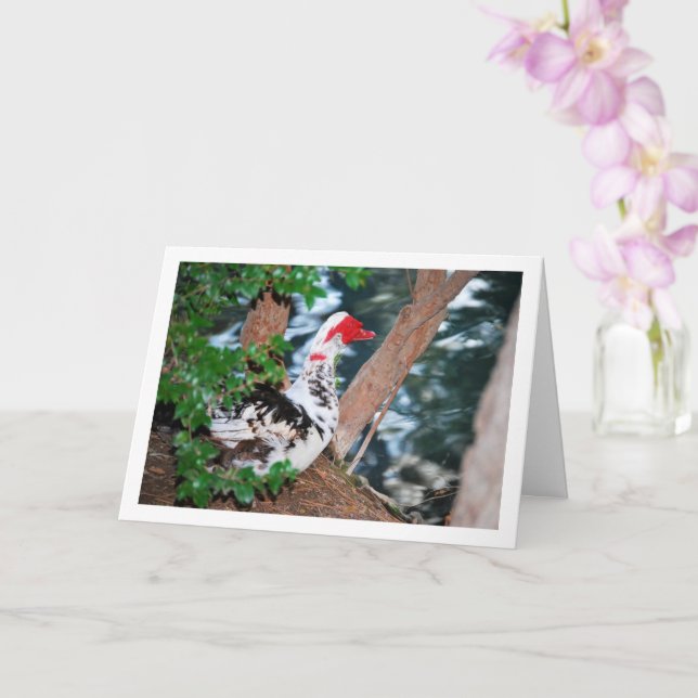 Muscovy duck, Lake Portrait Card (Orchid)