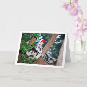 Muscovy duck, Lake Portrait Card