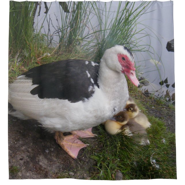 Muscovy Duck Mom and Ducklings Shower Curtain (Front)