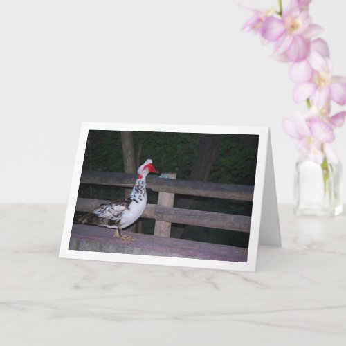 Muscovy duck Portrait Card