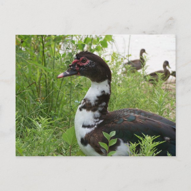Muscovy duck postcard (Front)