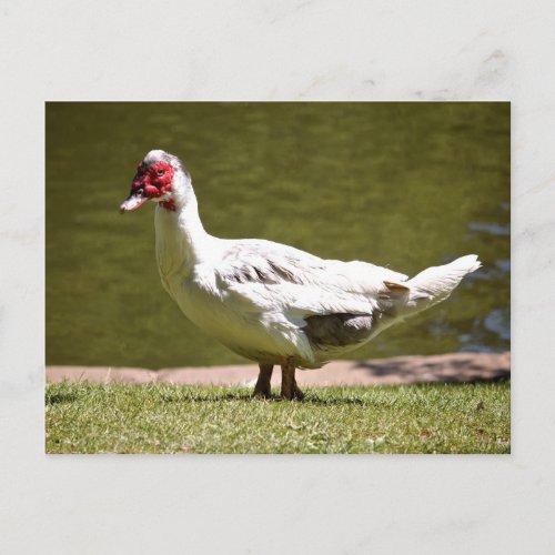 Muscovy Duck Postcard