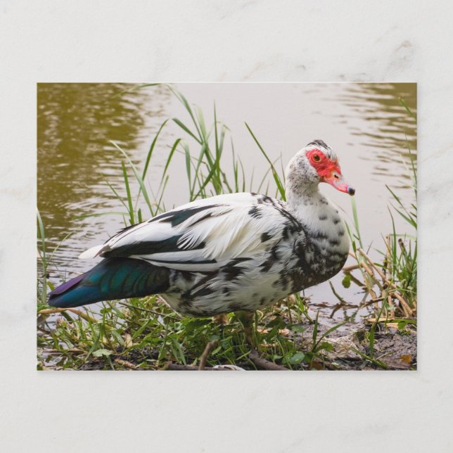 Muscovy Duck Postcard (Front)
