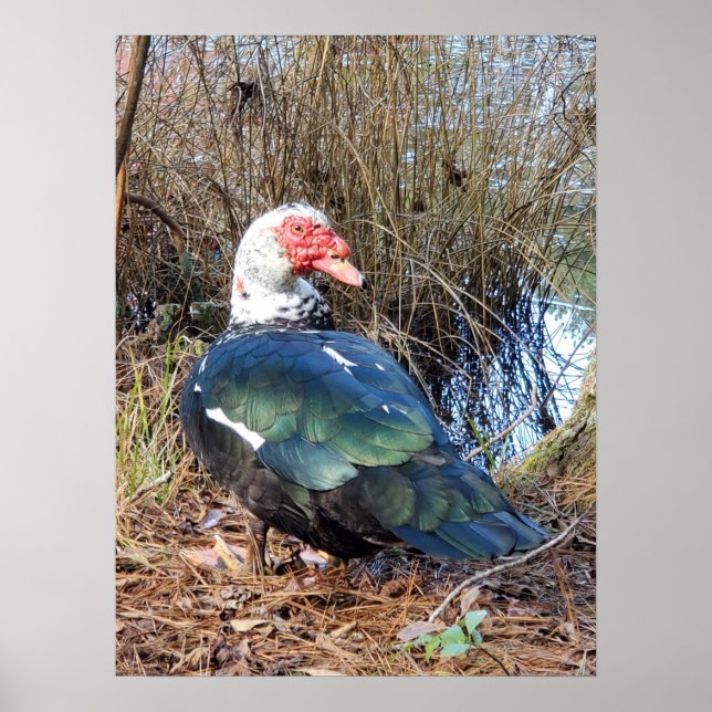 Muscovy duck poster (Front)