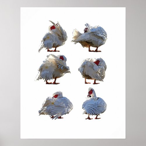 Muscovy duck poster