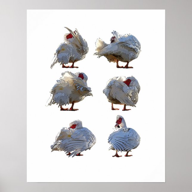 Muscovy duck poster (Front)