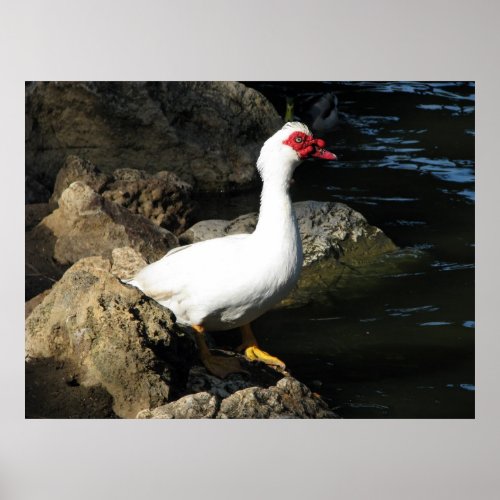 Muscovy Duck poster white with red face