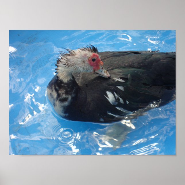 Muscovy Duck Swimming Poster (Front)