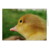 Muscovy Duckling (Front Horizontal)