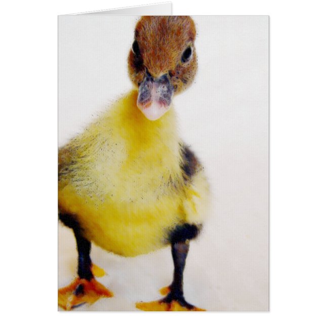 Muscovy Duckling Cards (Front)