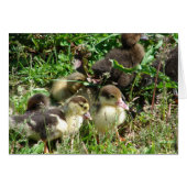 Muscovy Ducklings (Front Horizontal)