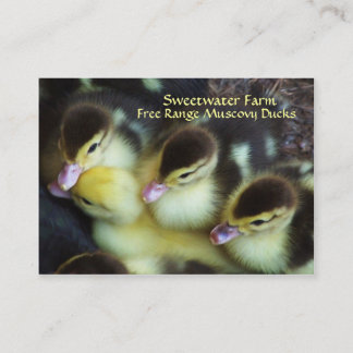 Muscovy Ducklings Business Cards