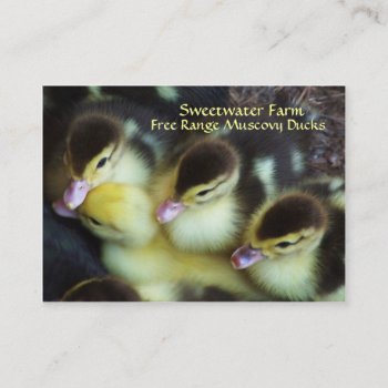 Muscovy Ducklings Business Cards by debinSC at Zazzle
