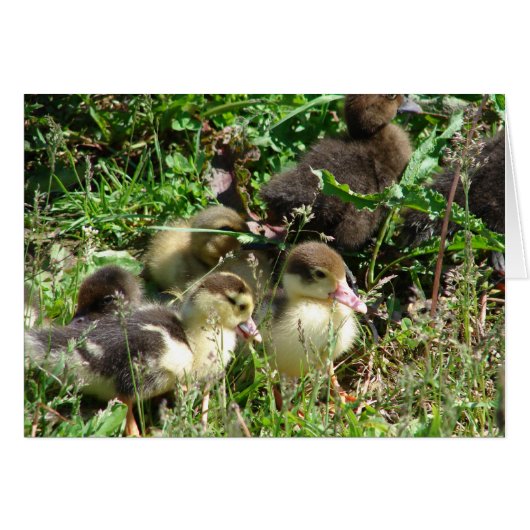 Muscovy Ducklings Cards (Front Horizontal)