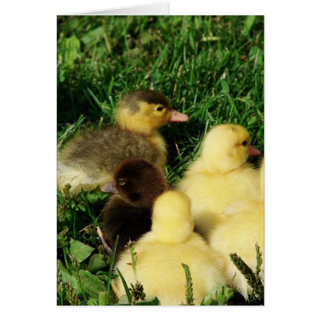 Muscovy Ducklings Cards (Front)
