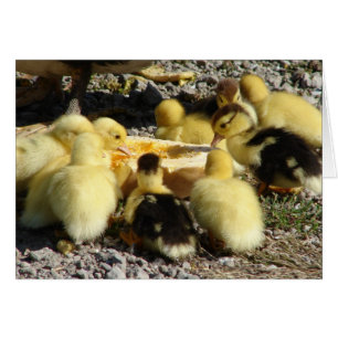 Muscovy Ducklings Eat A Treat Cards