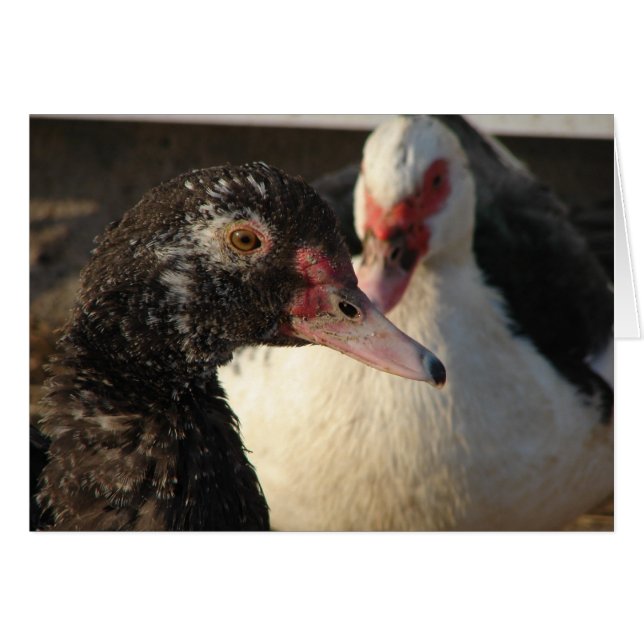 Muscovy Ducks Cards (Front Horizontal)