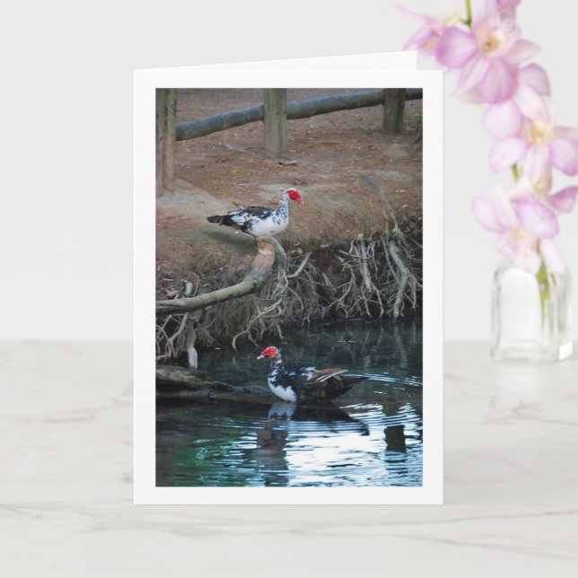 Muscovy ducks Lake Portrait Card (Orchid)