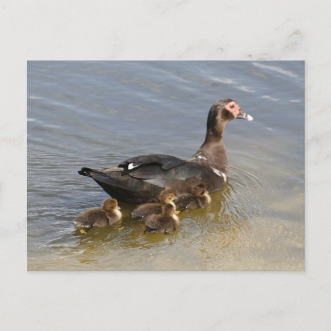 Muscovy Ducks Photo Postcard (Front)