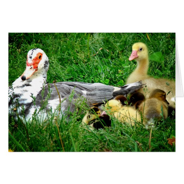 Muscovy Family Cards (Front Horizontal)