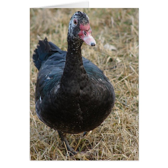 Muscovy Hen All Occassions Blank Inside Cards (Front)