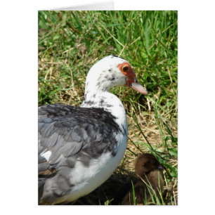 Muscovy Hen and Duckling Cards