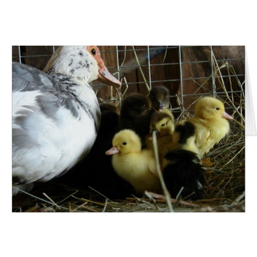 Muscovy Hen and Ducklings