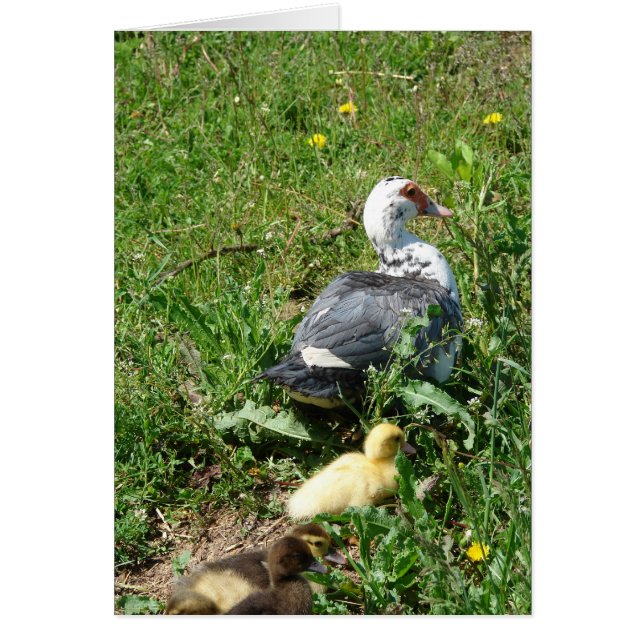 Muscovy Hen and Ducklings Cards (Front)