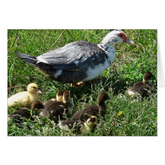 Muscovy Hen and Ducklings Cards (Front Horizontal)