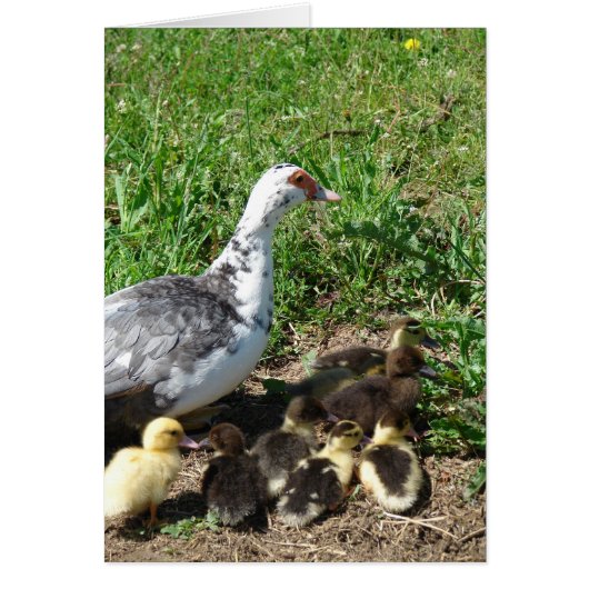 Muscovy Hen and Ducklings Cards (Front)