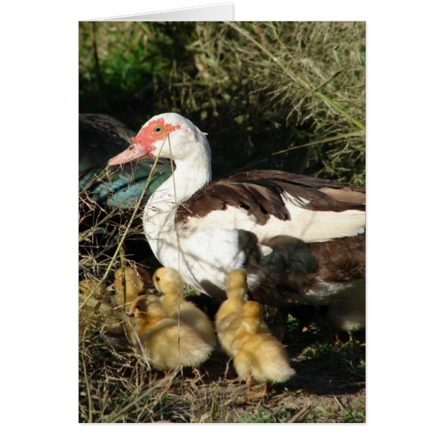 Muscovy Hen and Ducklings Cards (Front)