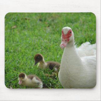 Muscovy Hen And Ducklings Mouse Pad