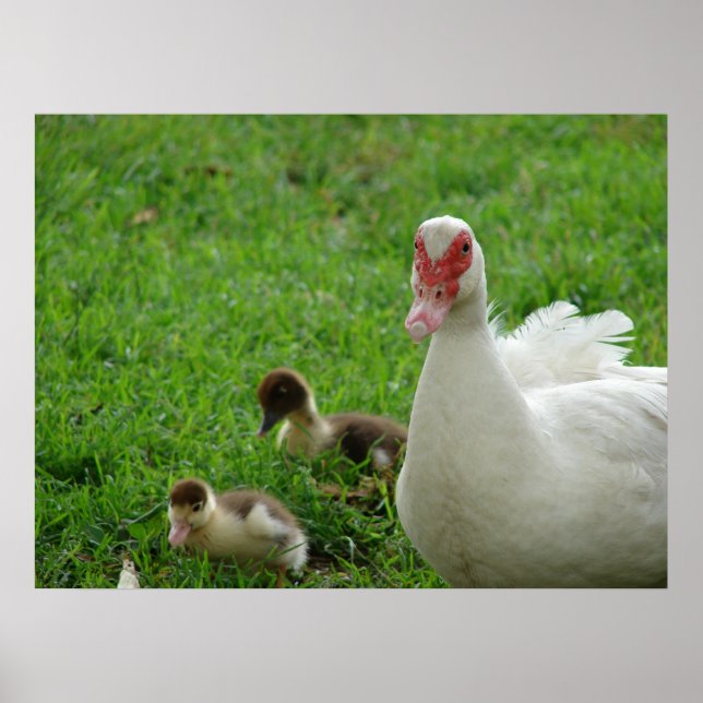 Muscovy Hen And Ducklings Poster (Front)