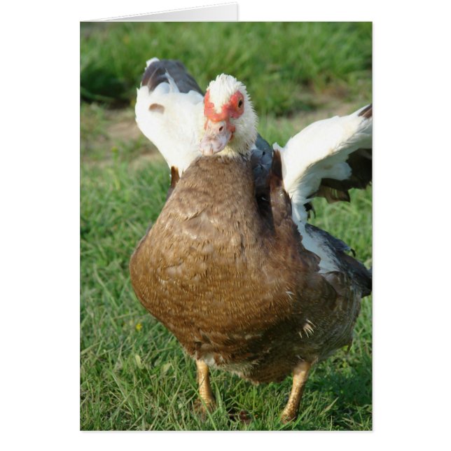 Muscovy Hen Cards (Front)