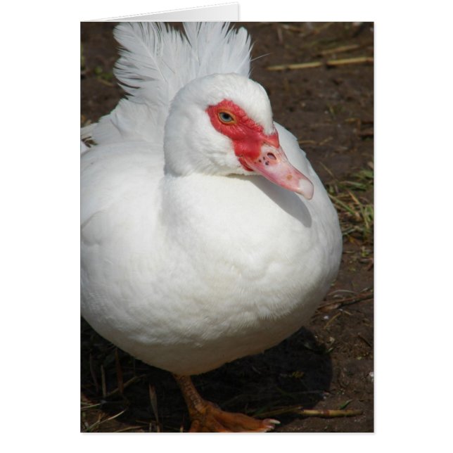 Muscovy Hen Cards (Front)