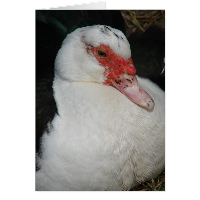 Muscovy Hen Cards (Front)