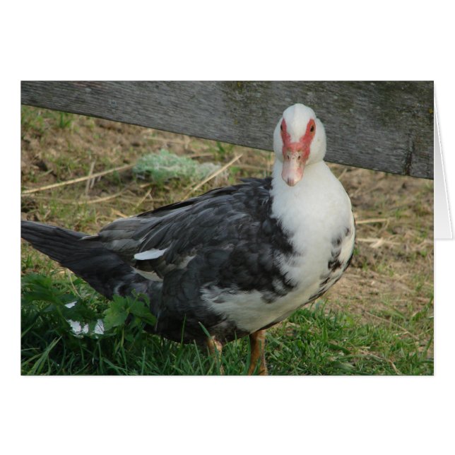 Muscovy Hen Cards (Front Horizontal)