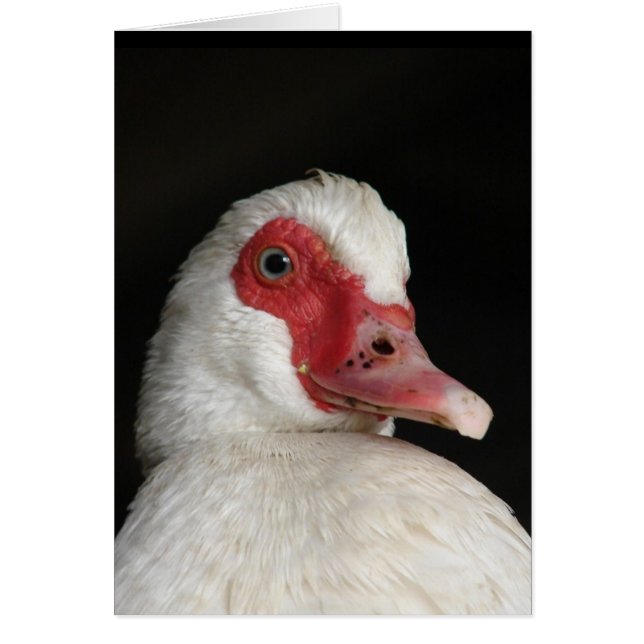 Muscovy Hen Cards (Front)
