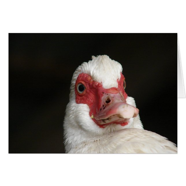 Muscovy Hen Duck Cards (Front Horizontal)