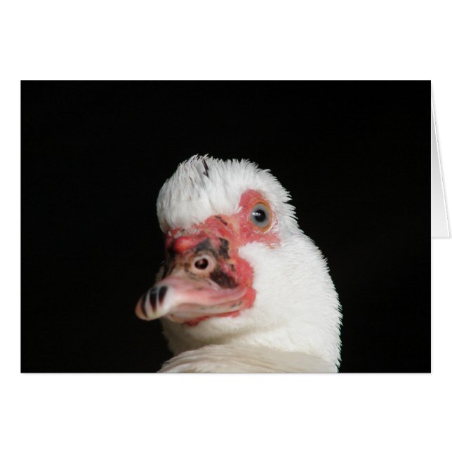 Muscovy Hen Duck Cards (Front Horizontal)