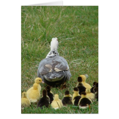 Muscovy Hen Leading Ducklings