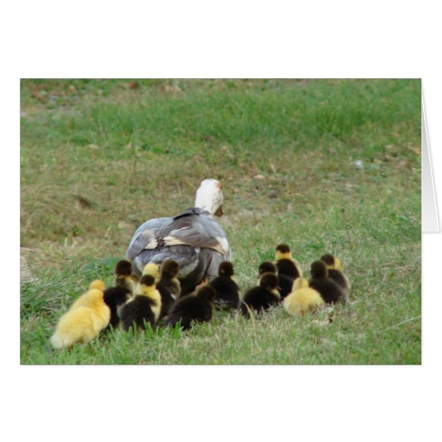 Muscovy Hen Leading Ducklings Cards (Front Horizontal)