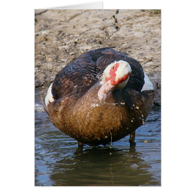 Muscovy Hen Playing In Water All Occasions Cards (Front)
