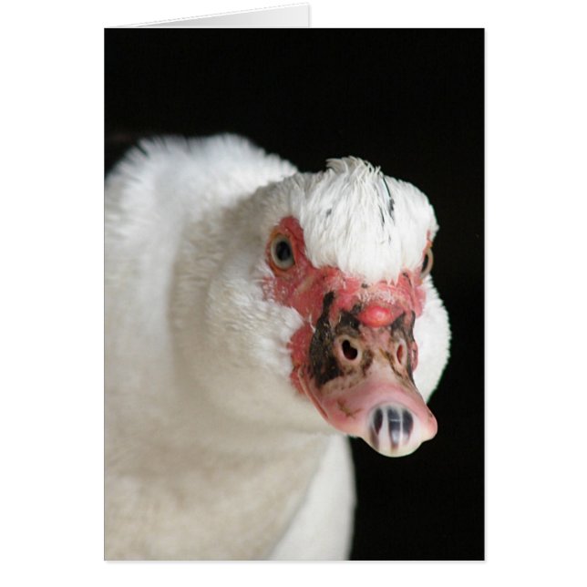 Muscovy Hen Stare Down Cards (Front)