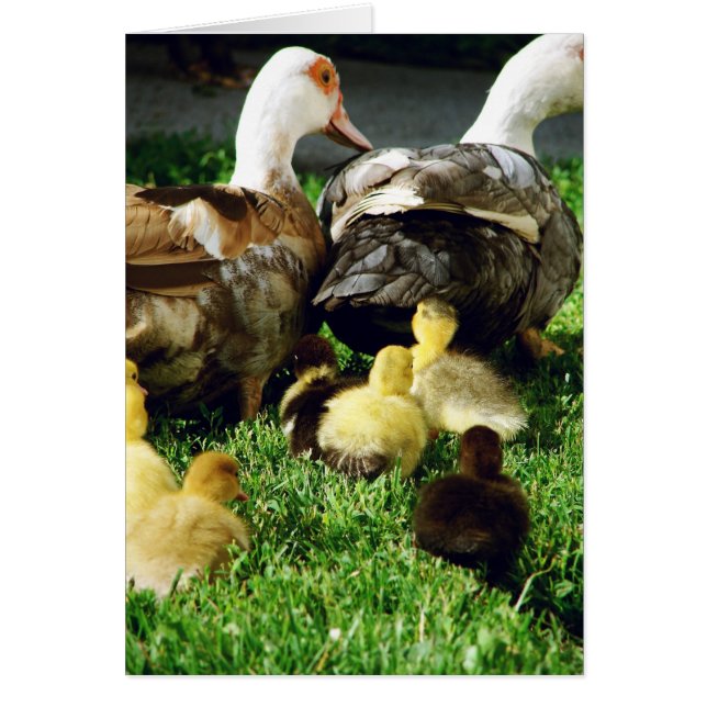 Muscovy Hens and Ducklings Cards (Front)