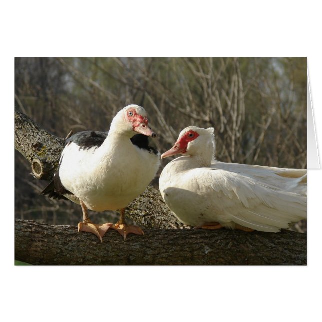 Muscovy Hens in a Tree Cards (Front Horizontal)