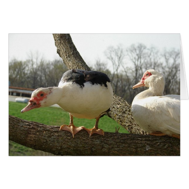 Muscovy Hens in a Tree Cards (Front Horizontal)