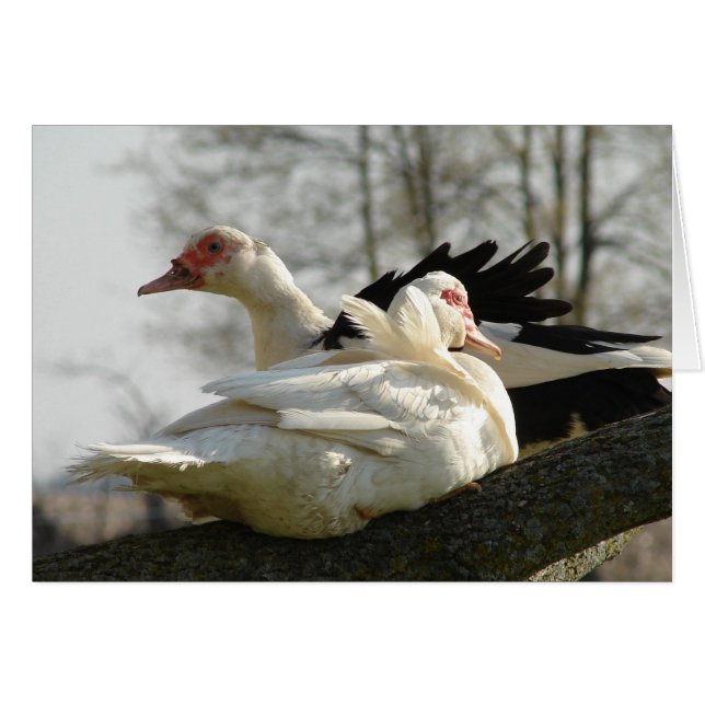 Muscovy Hens in a Tree Cards (Front Horizontal)