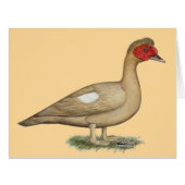 Muscovy Light Chocolate Drake (Front Horizontal)